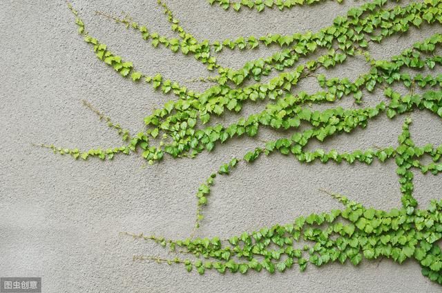  劣势■爬山虎在农村非常多见，为啥这几年种植的少了，老农说出