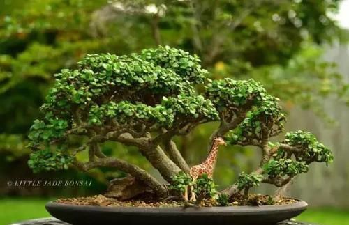  [金钱树]这4种客厅“耐旱花”，水多易烂根，1个月浇1次更好，别忽视！