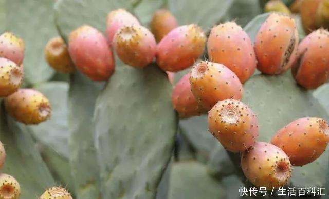 些地方@50年的仙人掌,长成了“老古董”,霸气侧漏,年年开花结果子