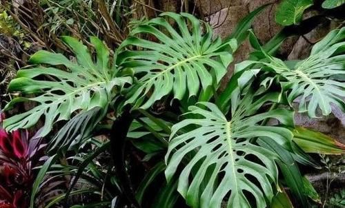  『些花和植物』家中养护“3种”绿植，让家人更接近健康，养护再多都不嫌少！
