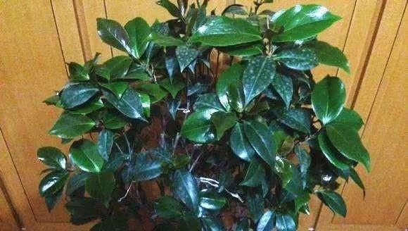  「扦插」山茶花，剪1节枝就能种10盆，枝繁叶茂开花多，年年春节开爆盆！