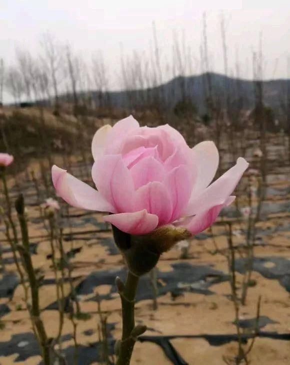  「植株开花之后」这几种花是优雅的代名词，养一盆家里全是优雅气息