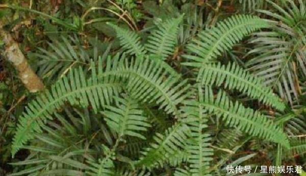 这种杂草在农村很常见 通常把它当作柴火用，殊不知它的用途很广