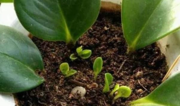  『豆瓣绿』这几种植物插个叶子就能养活，不用出去买，别再傻傻的花钱了！