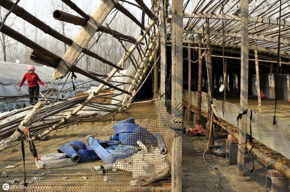 养猪场被拆了应该有补偿，为什么很多养殖户得不到补偿?