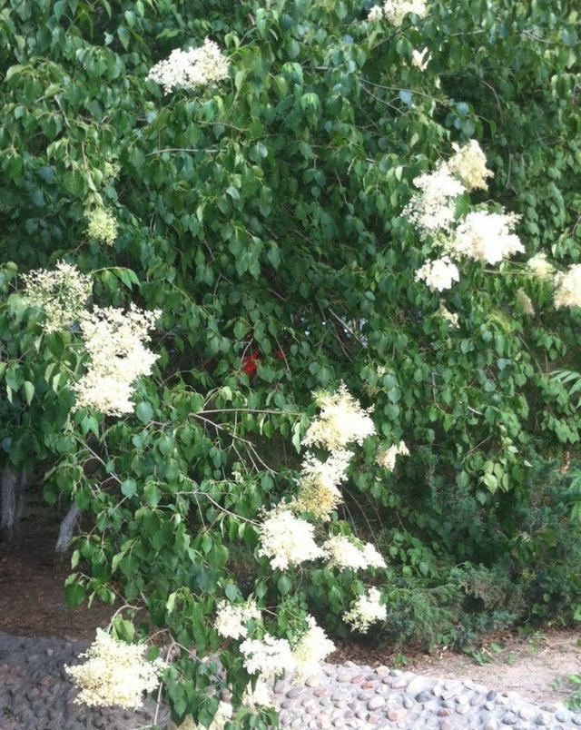 #珍珠梅#繁殖花蕾强壮、花瓣肥大的珍珠梅,这才是正确的选择