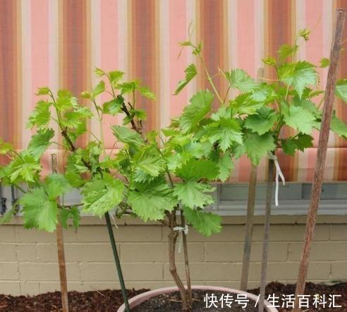  扦插@阳台如何种葡萄？记住4点，果子数量多，一串串挂满了，好吃好看