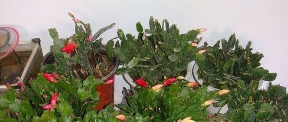  『花儿』养蟹爪兰，注意这一点，新叶蹭蹭长，花苞不停冒，花儿开成团