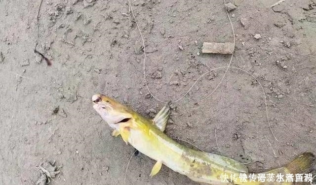  扁头：江里钓了条“黄颡鱼”，有人却说它是“石扁头”，你见过这种鱼吗