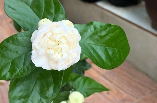  #养护#茉莉花怎么施对肥？用肥对了，枝繁叶茂开花爆，好多人做错