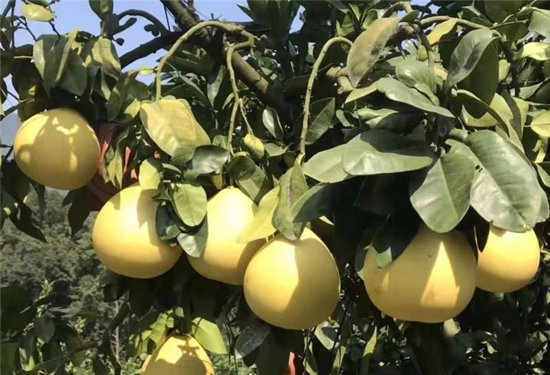  【红柚】价格年年跌，有人改新品种，一斤4元不愁卖，农民：种了