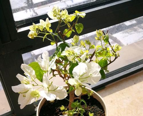  【光照】三角梅漳红樱为什么开花一直是白色？三角梅花朵上色和“它”有关