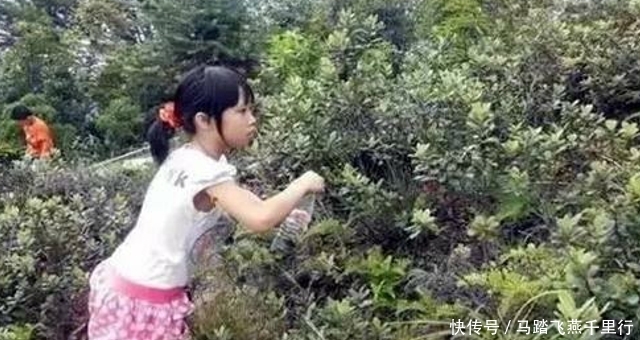  野果|此野果，儿时常摘，如今价值极高，您家若有，请别忽视
