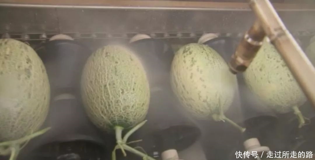  李健中：靠“赌水果”白手起家！他把水果生意做到了亿元的境界