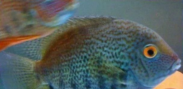  #水族市场上#美洲慈鲷之美，您细品