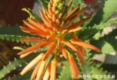  [家养]家养芦荟会开花吗
