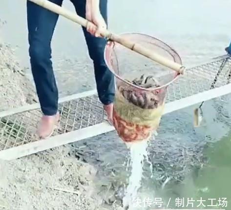 男子干完农活去河边洗手, 看见河边水面发黑, 一网兜下去惊喜来了