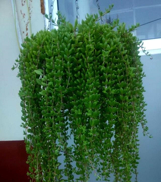 1种“野草”，农村河边常见，挖一点养盆里，比吊兰多肉好看！