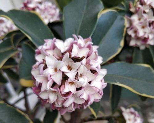  「香味真」最香的10种花卉盆栽，浓香又好看，绿植控必备