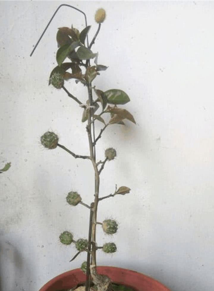  「万能」蟹爪兰插它身上就活，开花五颜六色，堪称万能嫁接神器！