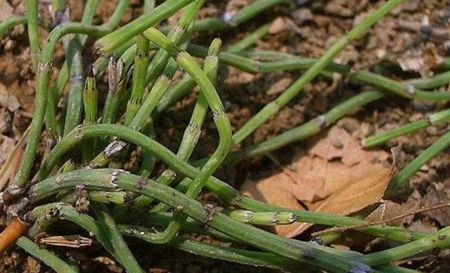 农村这一种野草，如今30块钱一斤比猪肉贵，看到记得挖点