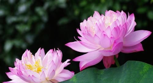  「优美」喜欢菊花，不如个“花卉珍品”曼珠沙华，花开如烈焰，大气优美！