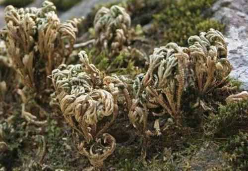『人称』悬崖边的1种“野草”,人称“紫花地丁”,拔1棵少掉1棵,珍贵!