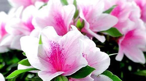  [盆栽]为什么邻居家的杜鹃花一年开几次花？杜鹃花盆栽叶片有黑点的原因