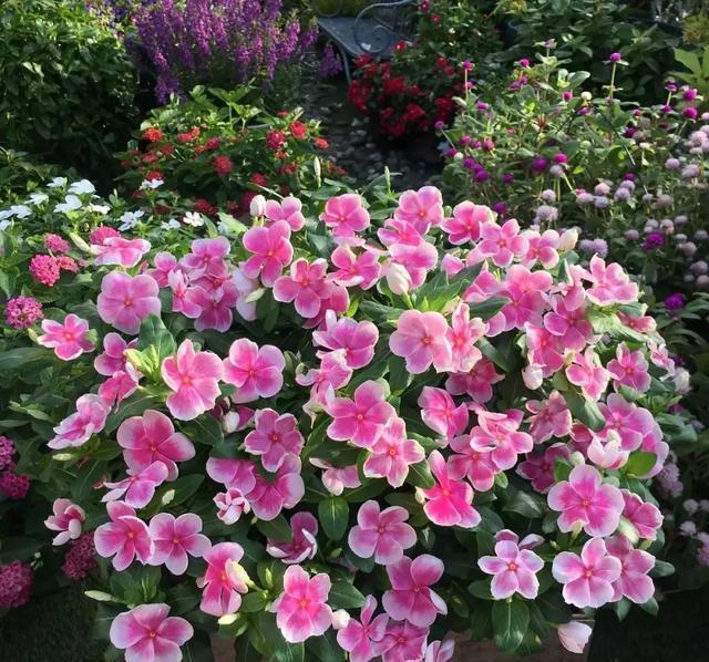  『长春花』6种花喜欢晒太阳，越晒花越多，一开200天不歇气！