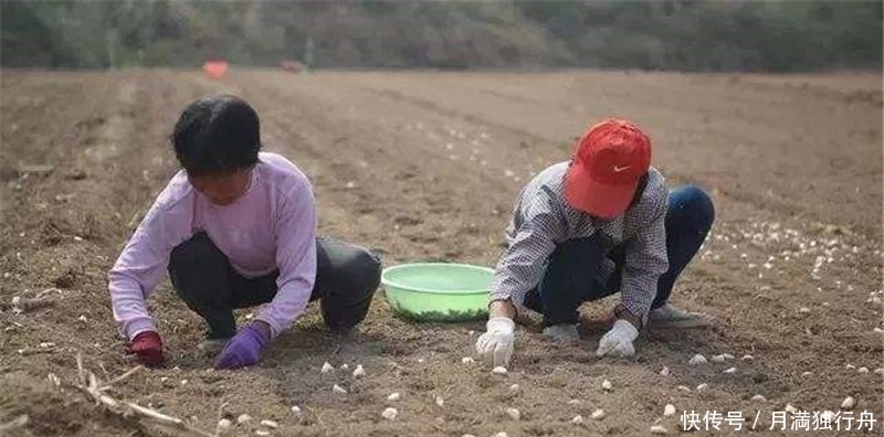 北方大量种植，一斤6元，南方人天天吃，却少人种植