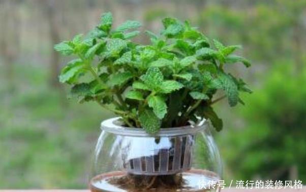  『老人』卧室里放4种植物，净化空气驱蚊虫，尤其第二种，老人小孩都健康