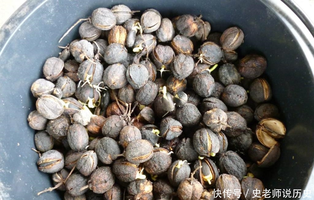 过去臭名昭著没人要，如今农民却大量种植，还视它为“摇钱树”