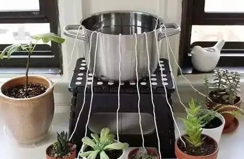  「植物」准备离开植物一段时间，我是这样给植物浇水的