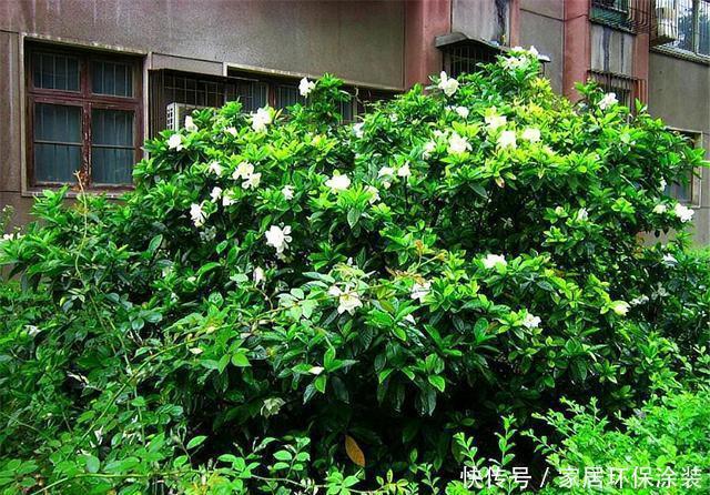  【回家】栀子花有3怕，难怪买回家里就黄叶，学会了叶子翠绿，开花多又香