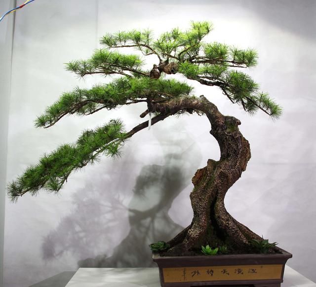 一种植物，做盆栽非常漂亮，农民砍，挖一颗回家