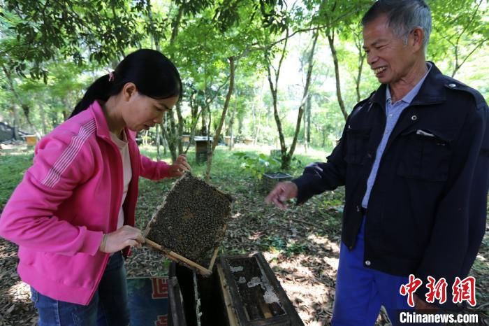  「养蜂行业」“甜蜜事业”助海南蜂农脱贫致富