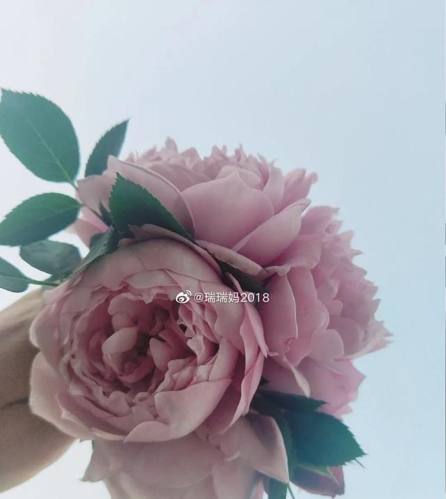  『丰花性好』狼家自育的表现到底如何，戳进来看看花友们的大实话
