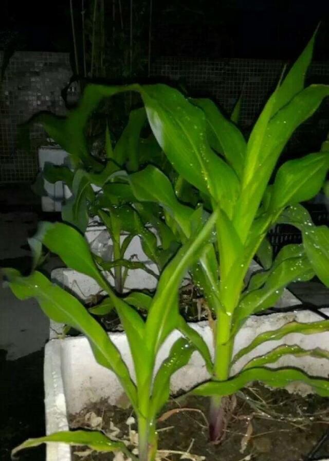 「豌豆」家里的豌豆花生,拿出几颗,也能养成盆栽!