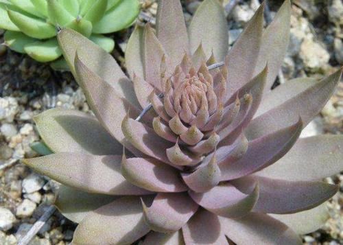 很美:石头缝里的“2种多肉”,小时候常去挖,植株长势快,也很美!