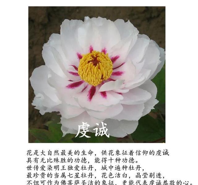  全场■国花牡丹，春天最大气的花，开出第一朵，就惊艳全场！