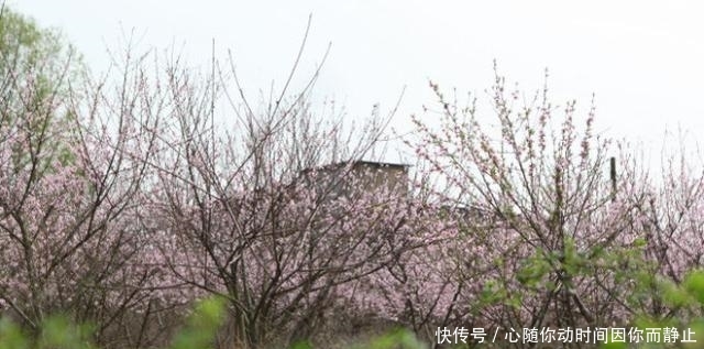  移动|武汉一座会“漂移”的岛, 每年移动110米