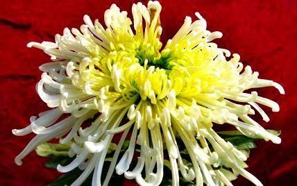  「养盆」喜欢菊花，不如养盆“珍贵名菊”汉宫秋，似美人偏偏，绚丽典雅!