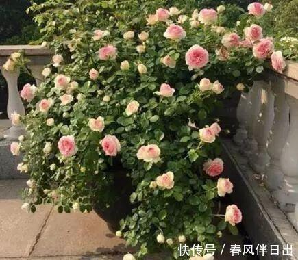  「花儿」4种花，打造出一个漂亮的院子，色彩斑斓，花开不断！