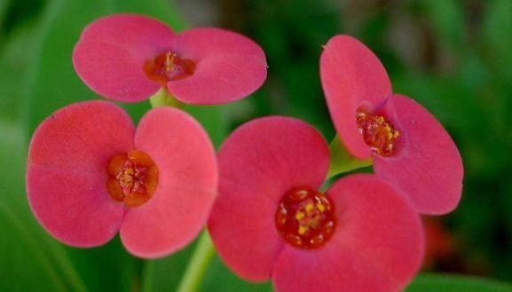  #家养#家养五种花,花开一丛丛,繁花似锦,美如仙境!