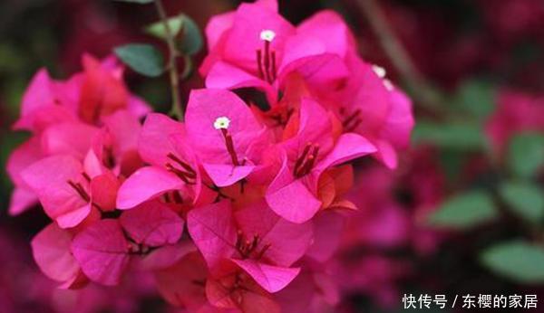 #杀菌消毒#养花先养根,一种“紫色溶液”效果好,平时滴一滴还能延长花期