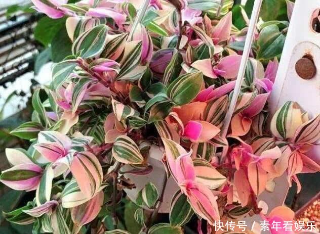 『真够』吊兰家族真够多，个个爆脾气，呼呼爆盆，披头散发颜值高