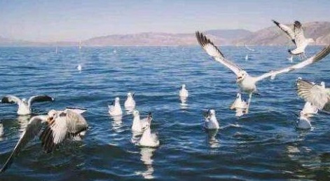 英国一座最臭的岛屿，上面生活着7亿只海鸟，每年产生2千吨鸟粪