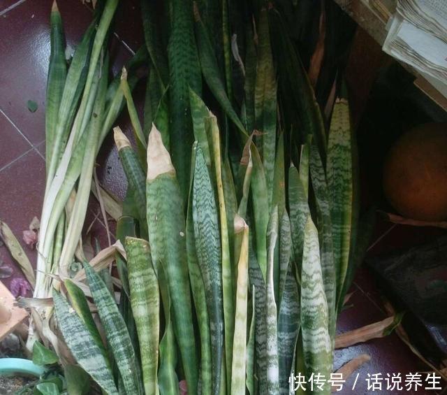 「穿破」虎皮兰不长新芽春天埋上2种肥,“钢芽”穿破盆