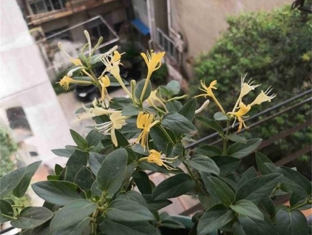  搞懂■金银花难开花？搞懂这些因素，不愁不开花