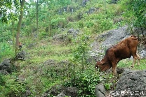  利润@村里有几十亩荒草地，买10头牛回来放养，能不能挣钱？